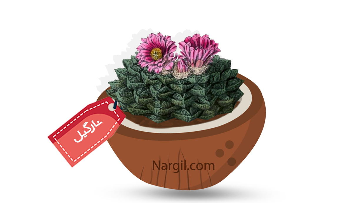  Nargil - Living Rock cactus